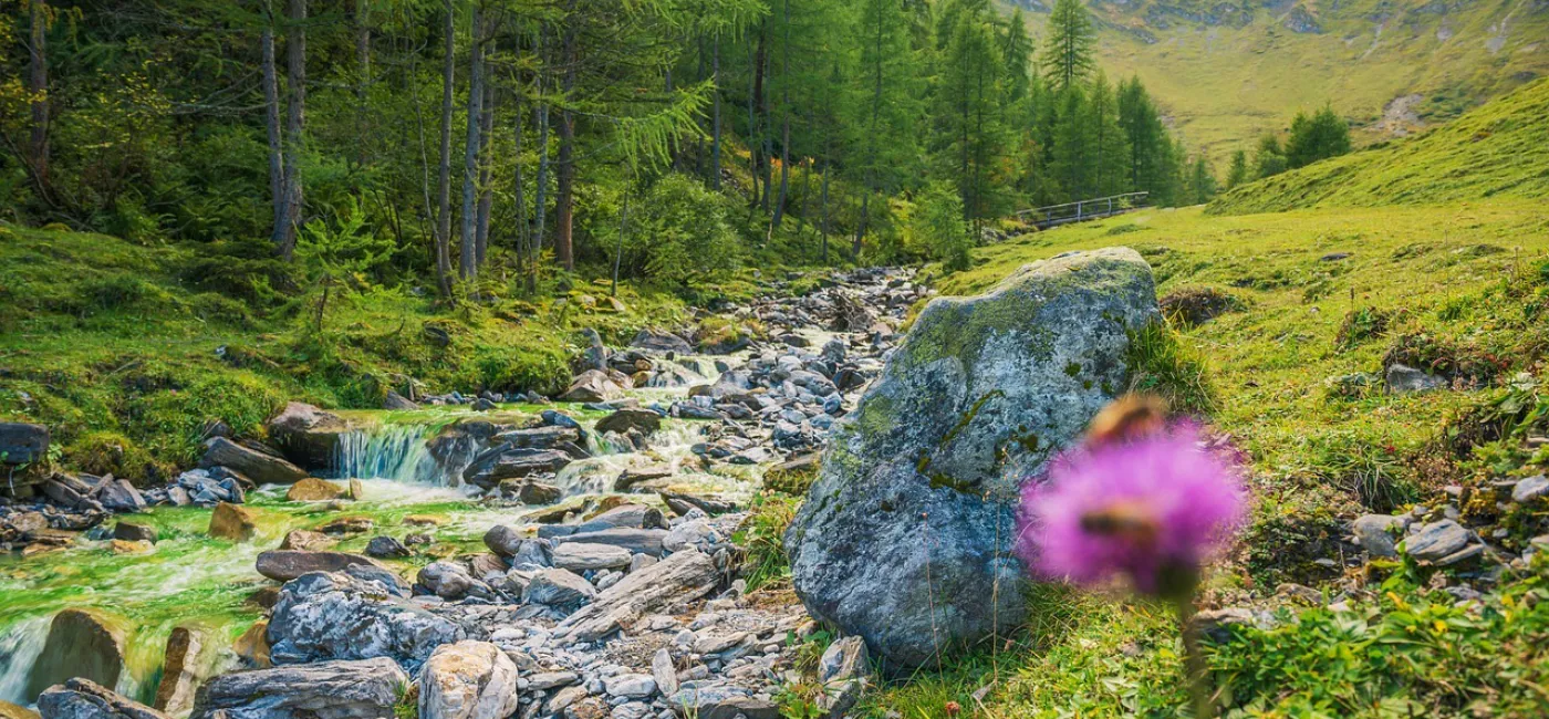 Natur Bach Blume Zillertal Landschaft